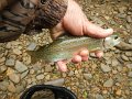 -Kettle Valley-072-